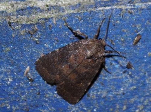Réf. 237 656 : Charanyca ferruginea